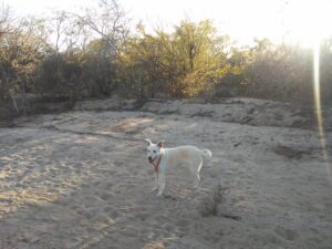dog on walk