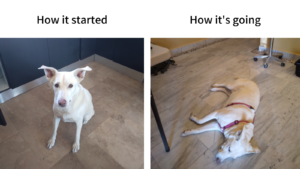 dog meme